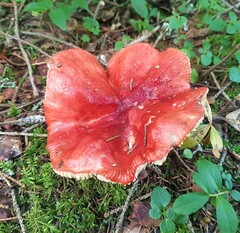 Russula