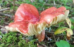 Russula