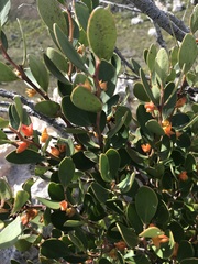 Pterocelastrus tricuspidatus