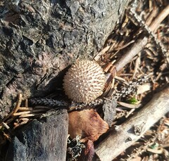 Lycoperdon echinatum