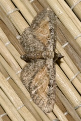 Eupithecia icterata