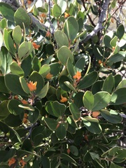 Pterocelastrus tricuspidatus