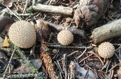 Lycoperdon echinatum