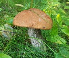 Leccinum versipelle