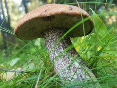 Leccinum versipelle