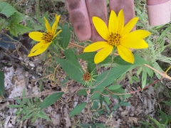 Helianthus strumosus