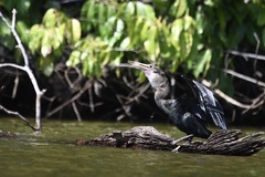 Anhinga anhinga