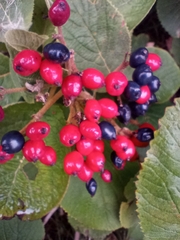 Viburnum lantana