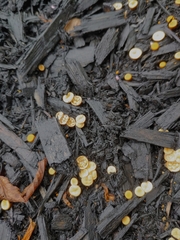 Nidulariaceae