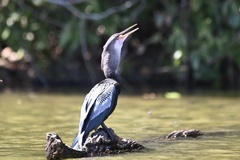 Anhinga anhinga
