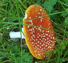 Amanita muscaria