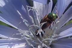 Cryptocephalus laetus