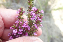 Muraltia satureioides