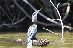 Anhinga anhinga