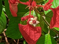 Mussaenda erythrophylla