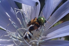 Cryptocephalus laetus