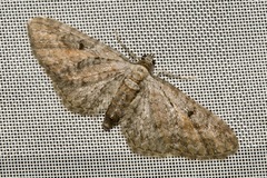 Eupithecia icterata