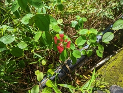 Mussaenda erythrophylla