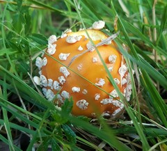 Amanita muscaria