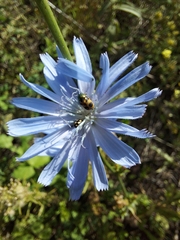 Cryptocephalus laetus