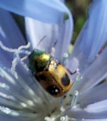 Cryptocephalus laetus