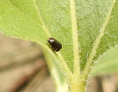 Clastoptera xanthocephala