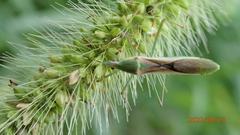 Leptocorisa chinensis