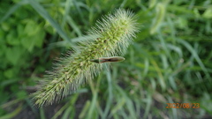 Leptocorisa chinensis