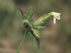 Silene latifolia alba