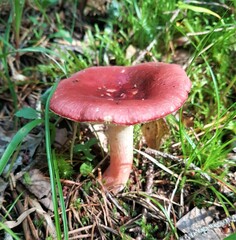 Russula