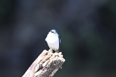 Tachycineta albiventer