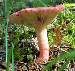 Russula