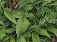 Silene latifolia alba