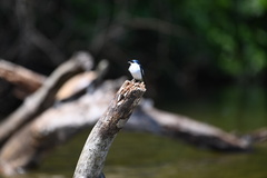 Tachycineta albiventer