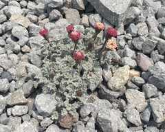 Chaenactis nevadensis