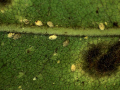 Eriococcus multispinus