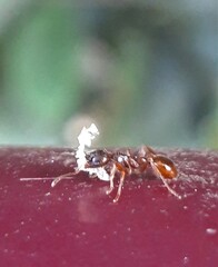 Myrmica