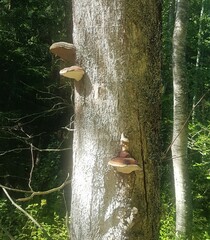 Fomitopsis pinicola