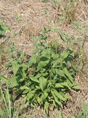 Silene latifolia alba