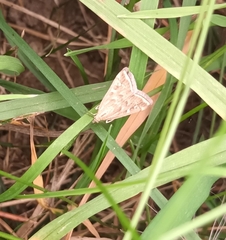 Loxostege sticticalis