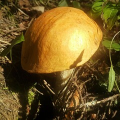 Leccinum versipelle