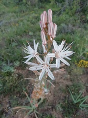 Asphodelus