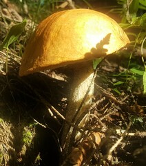 Leccinum versipelle