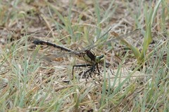 Dromogomphus spinosus