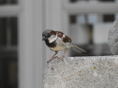 Passer domesticus domesticus