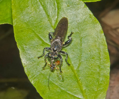 Laphria canis