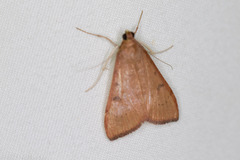 Uresiphita reversalis