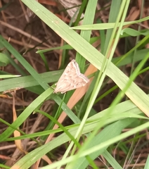 Loxostege sticticalis