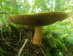 Fungi