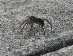 Tigrosa helluo